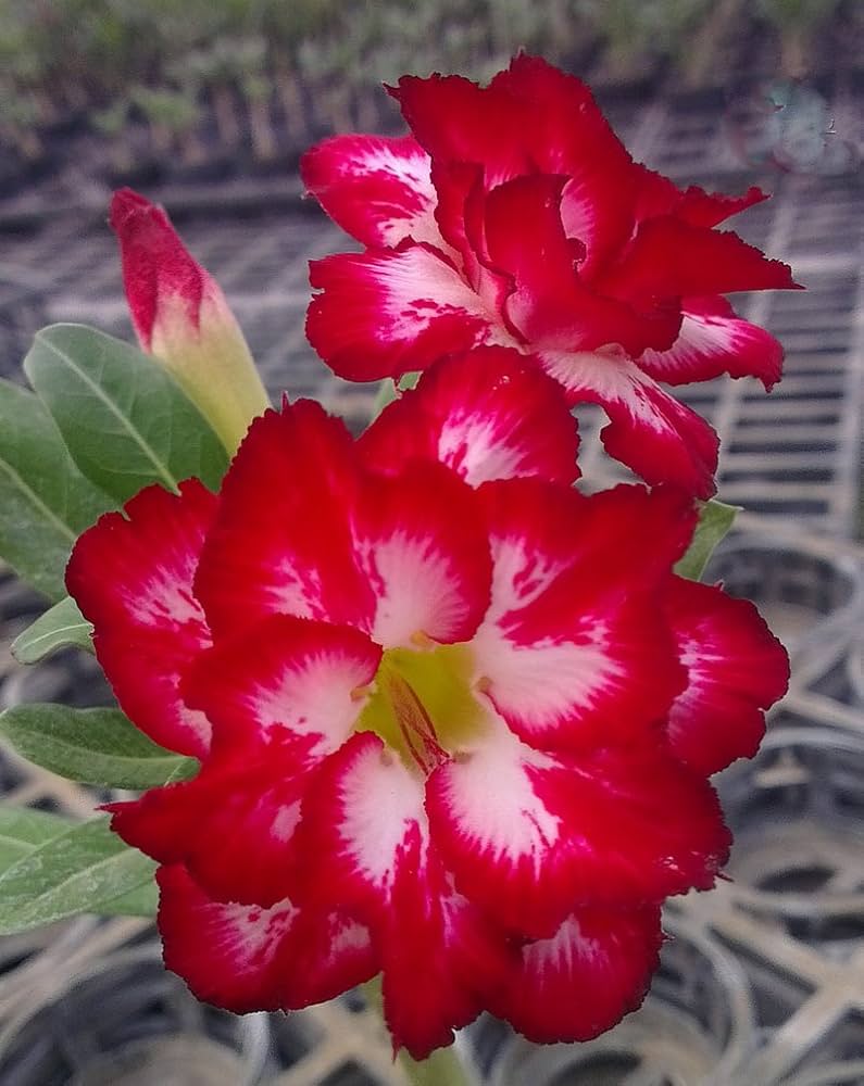 desert rose flower seeds