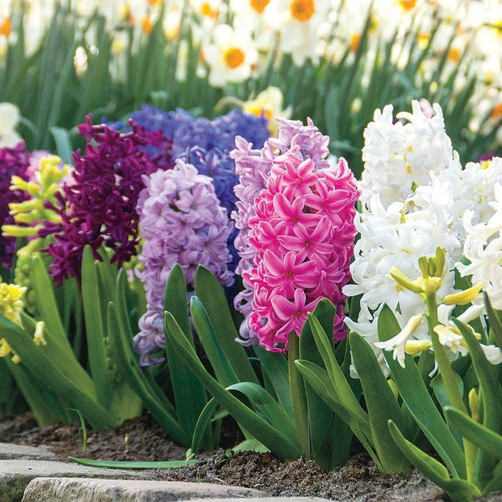 Heirloom Non-GMO Multi-Colored Hyacinth Flower Seeds for Planting – Fragrant Spring Blooms
