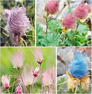 prairie flower flower seeds