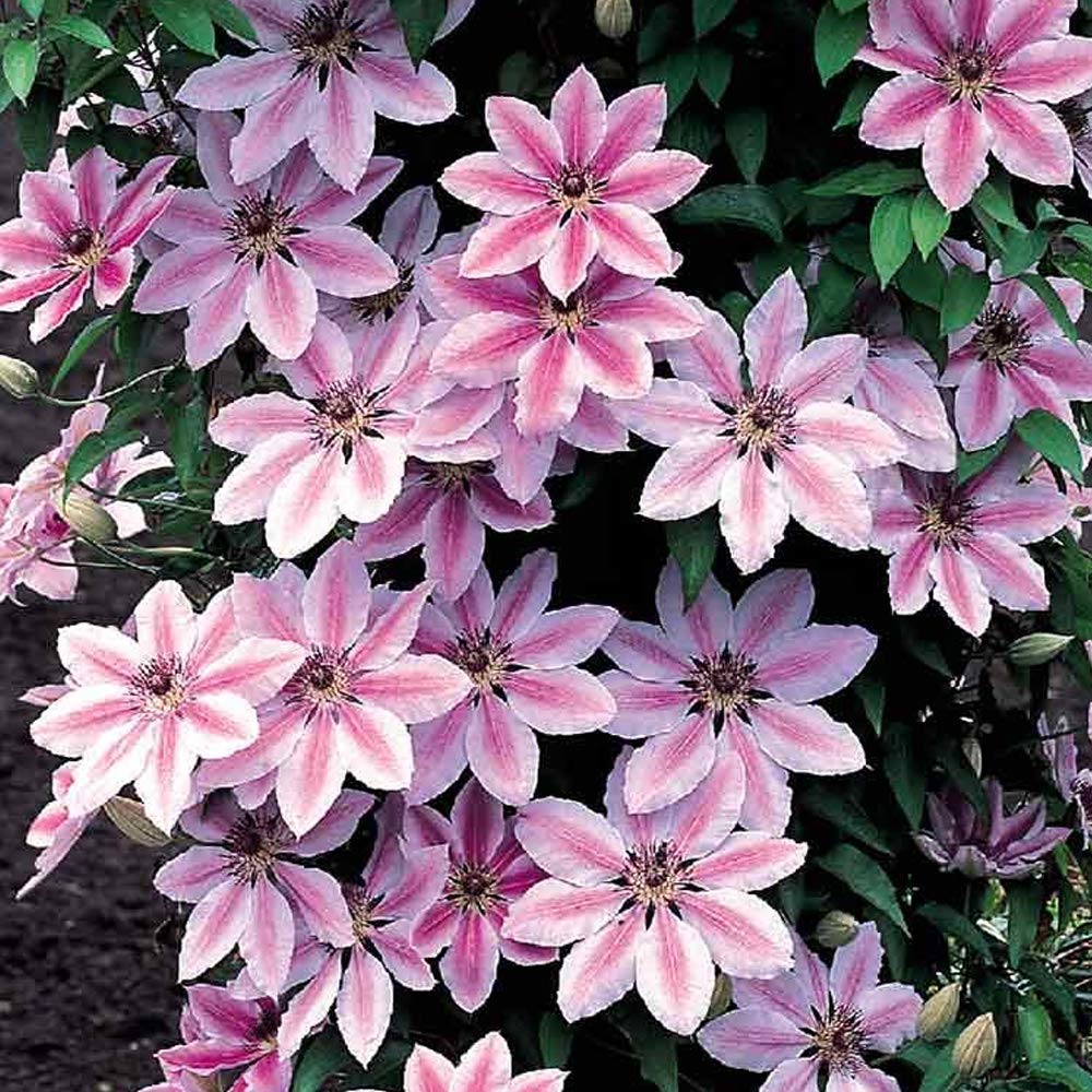 Light Pink Clematis Flower Seeds for Planting – Heirloom, Non-GMO, High Germination Organic Garden Seeds