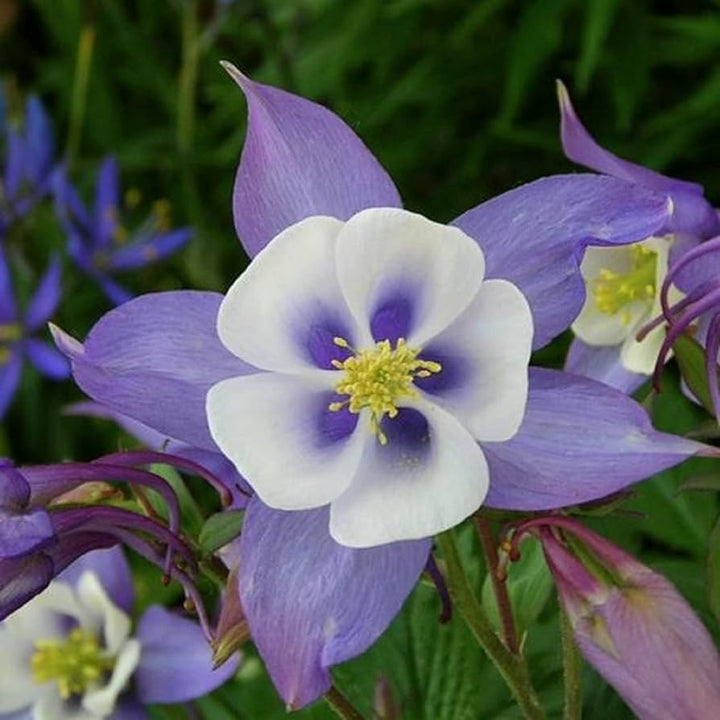 White White Aquilegia Flower Fresh Planting Columbine Flowers Flower Seeds Home Garden