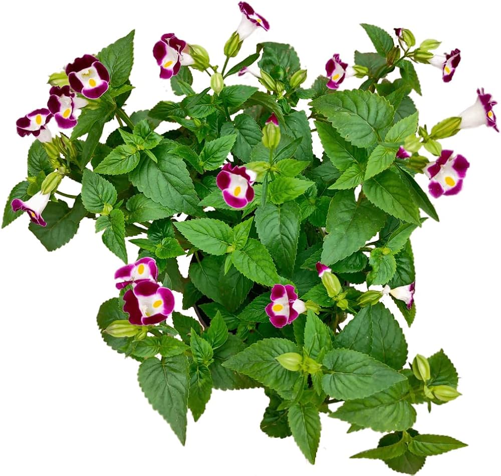 wishbone flower flower seeds