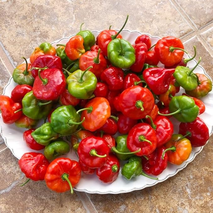 Ajicito Pepper Seeds – Heirloom, Non-GMO Vegetable Seeds for Sweet and Aromatic Garden Harvests