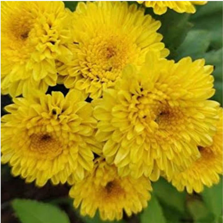 Yellow Chiastophyllum Flower Seeds for Planting - 100 pcs