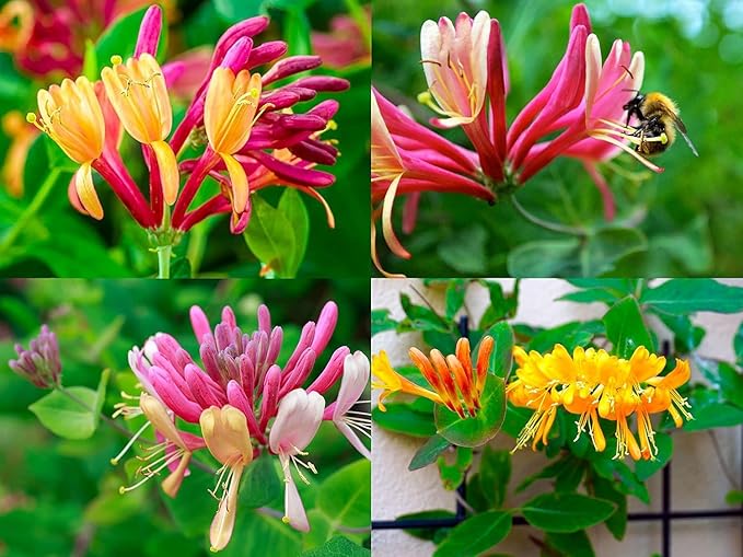 honeysuckle vine flower seeds