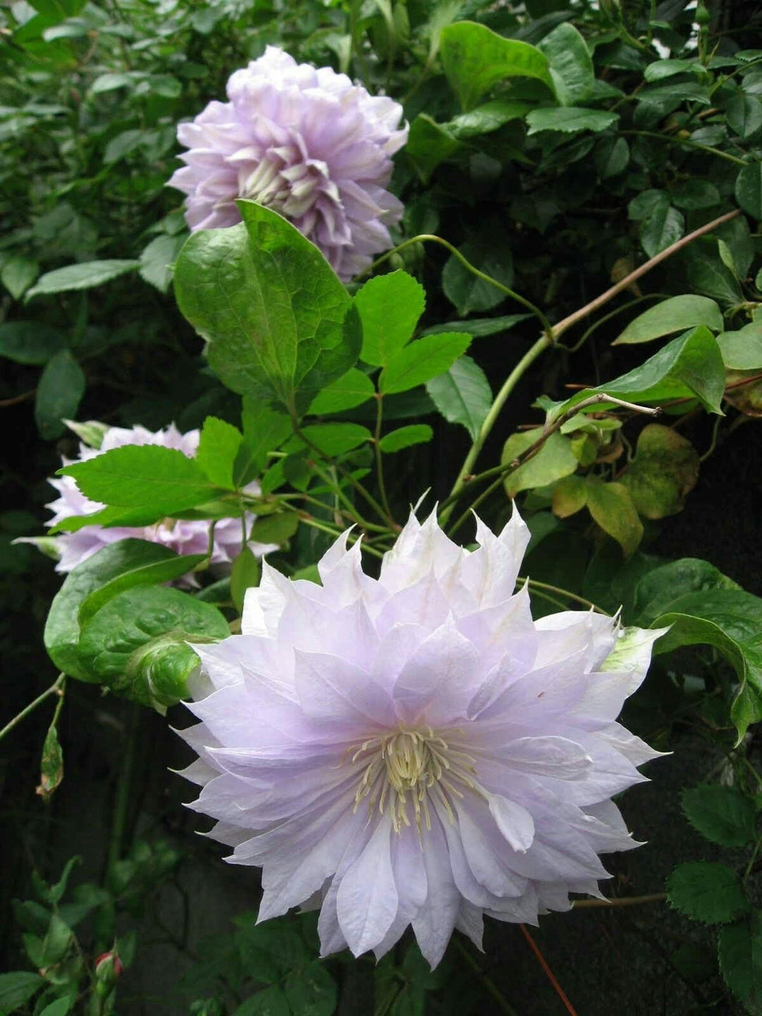 hardy clematis flower seeds