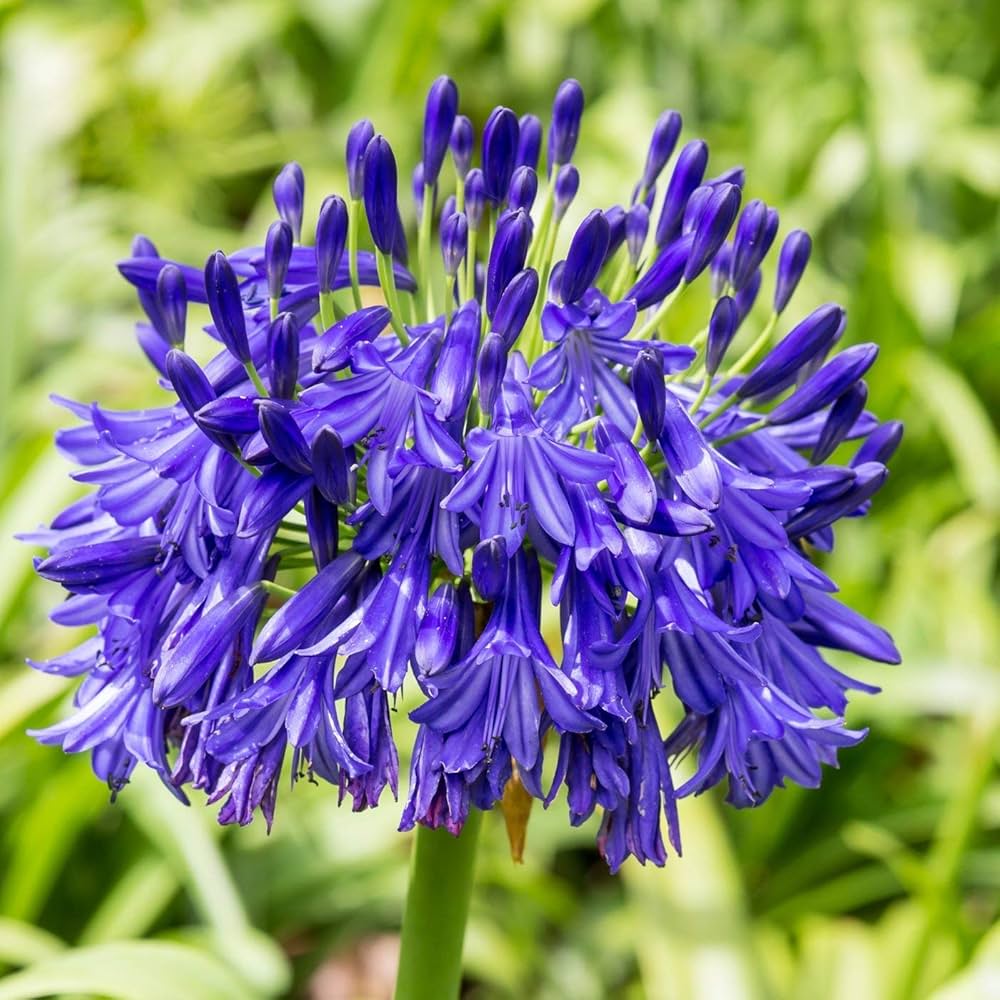 blue queen flower seeds