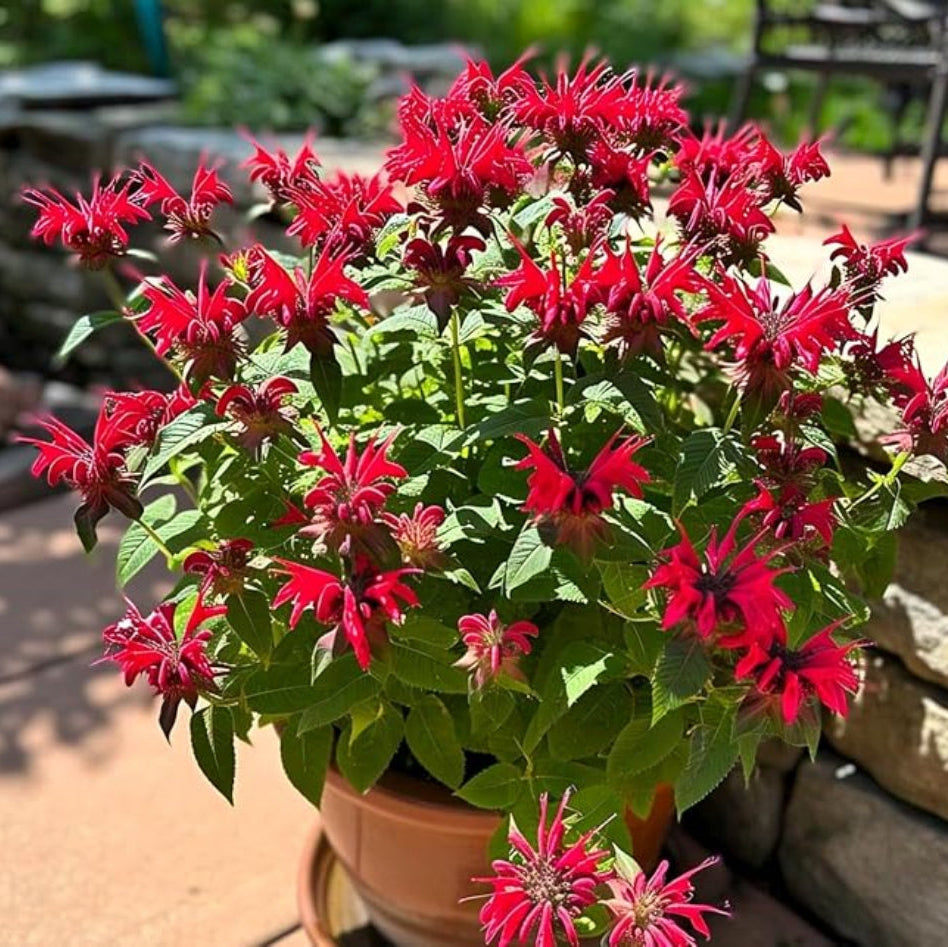 beebalm flower flower seeds