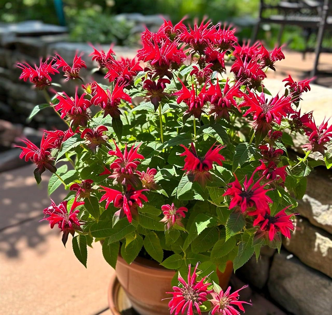 red panorama flower seeds