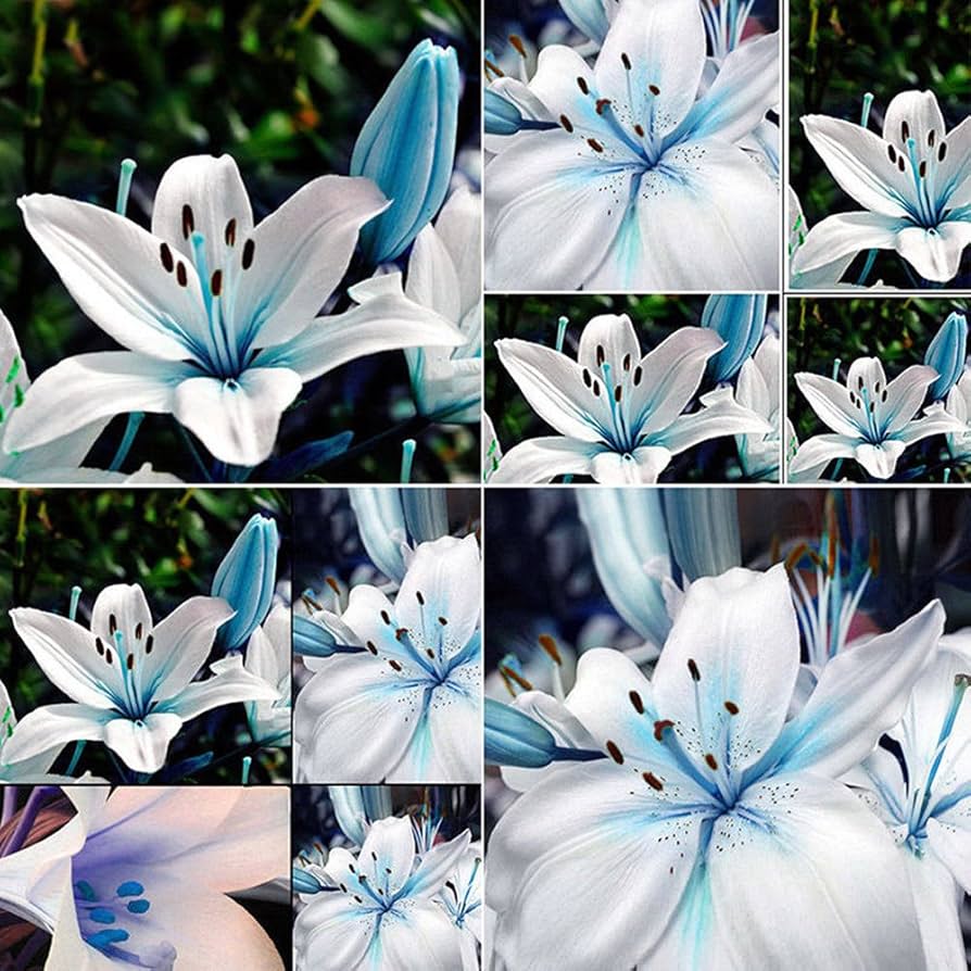 Fresh Lilium Flower Seeds for Planting, White Blue 100 pcs