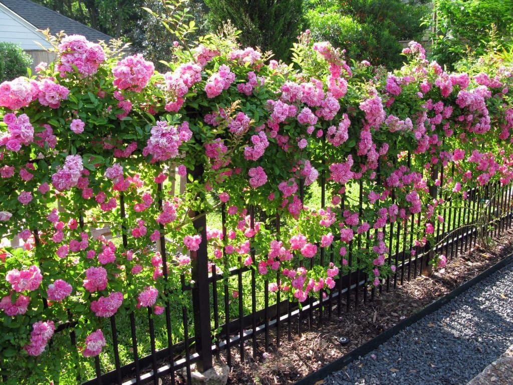 climbing rose flower seeds