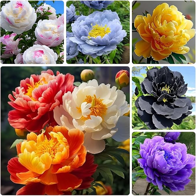 peony paeonia flower seeds