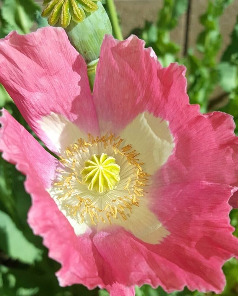 afghan special flower seeds
