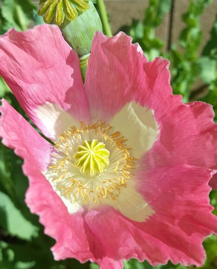 Afghan Special Poppy Papaver Somniferum For Planting In Flower Bed Flower Seeds for Home Garden