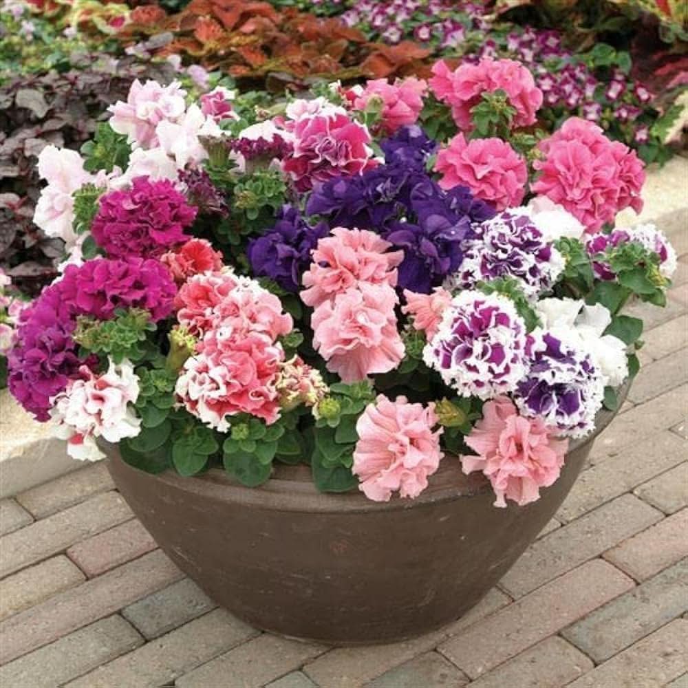 double petal flower seeds