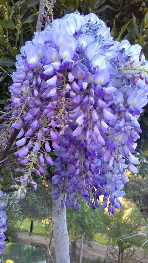 blue wisteria flower seeds