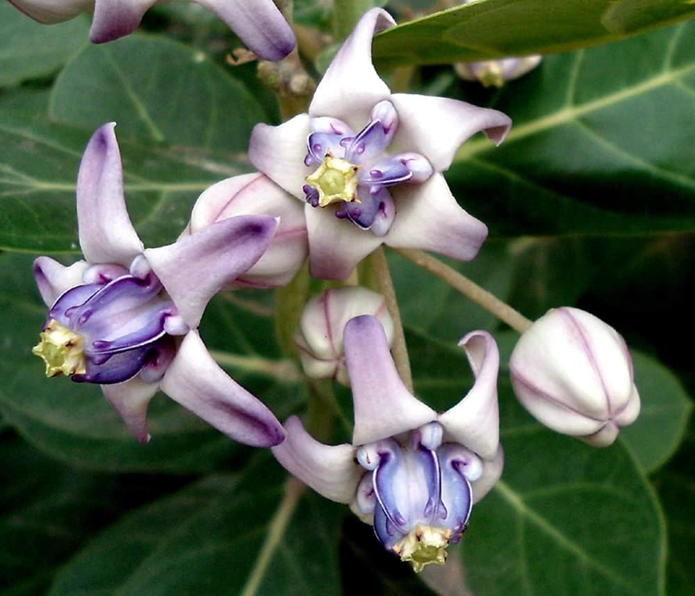 crown flower flower seeds