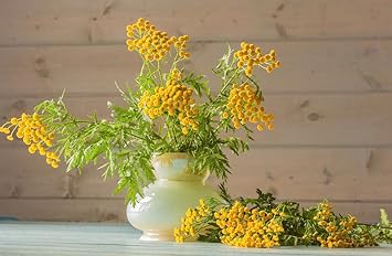 yellow heirloom flower seeds