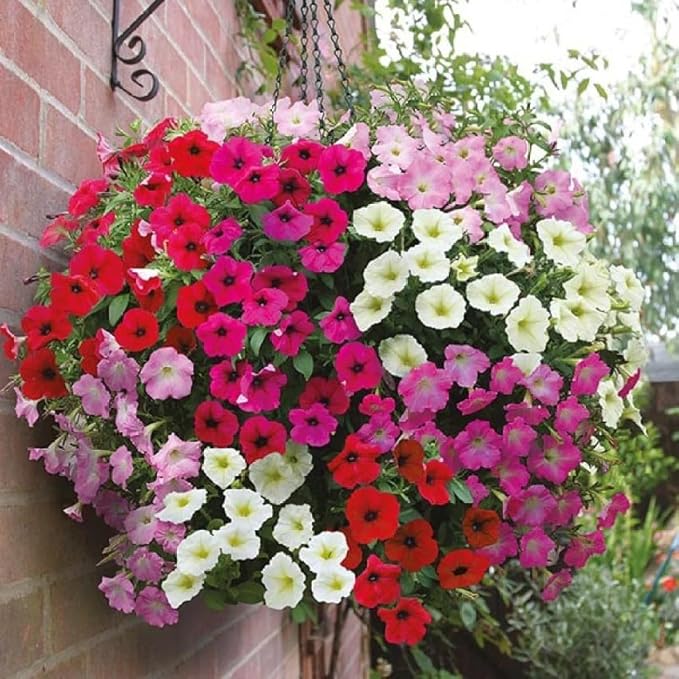 petunia petunia flower seeds