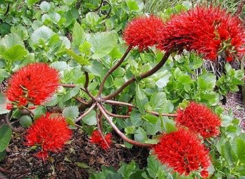 Flower Seeds, Seeds for Planting, Plant Seeds