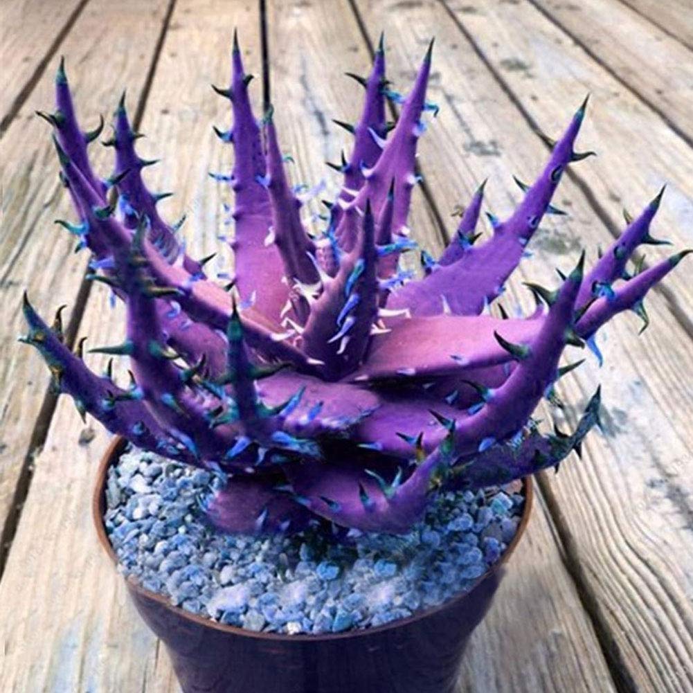 Aloe Vera Plant Seeds for Planting Dark Violet White 100 pcs