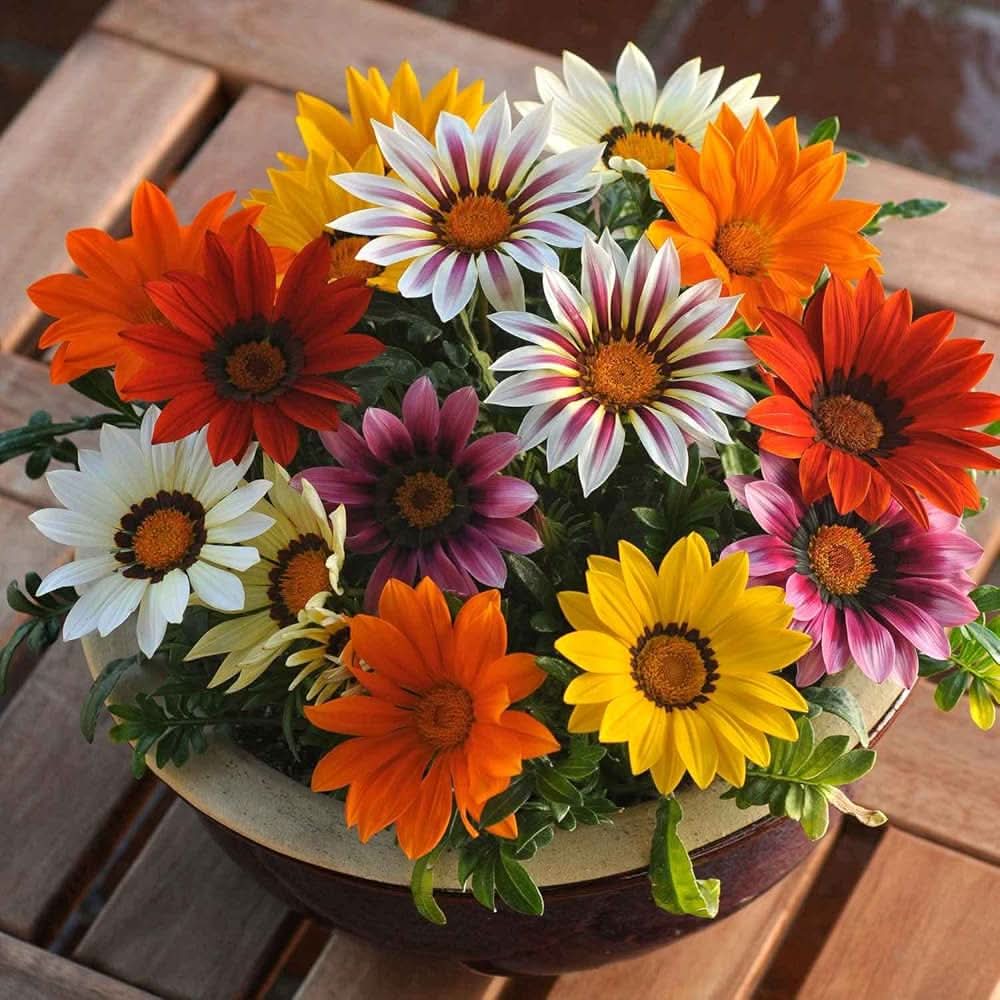 gazania gazania flower seeds