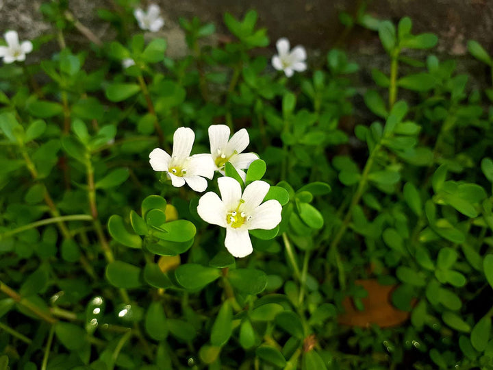 Hvide Vandhyssop Blomsterfrø til udplantning - 100 stk