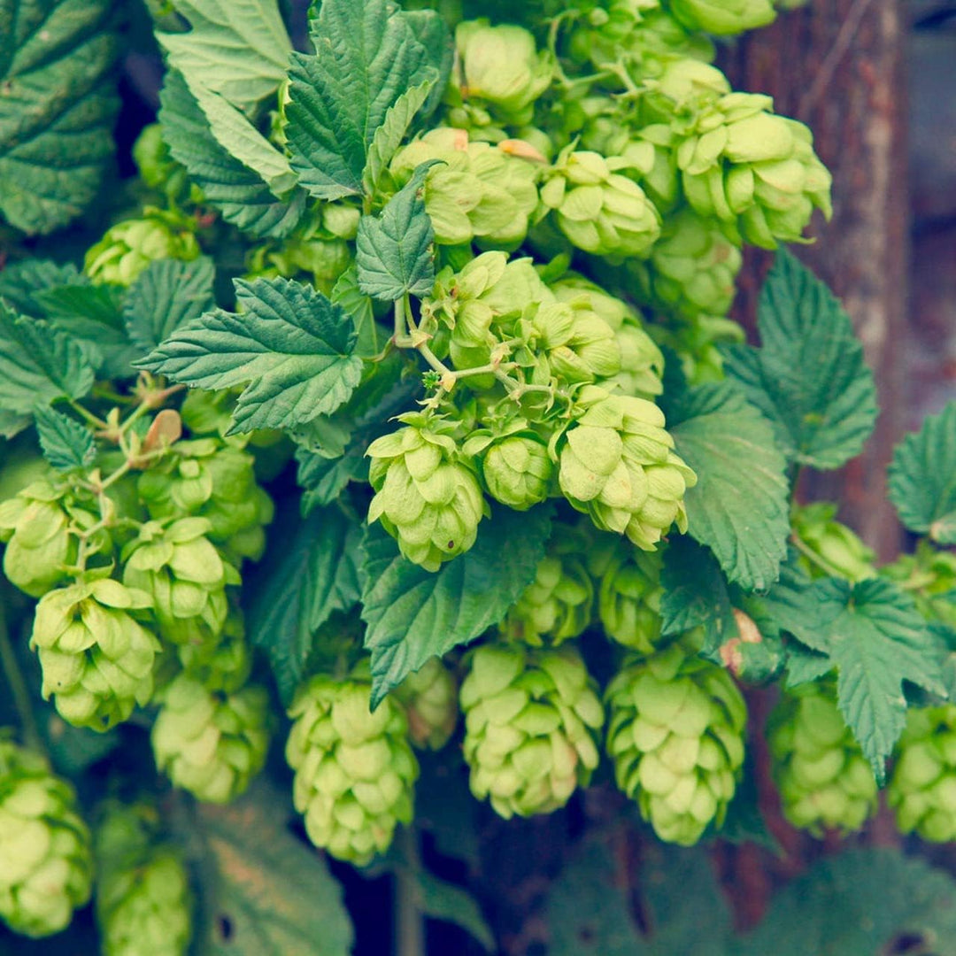 green dark flower seeds