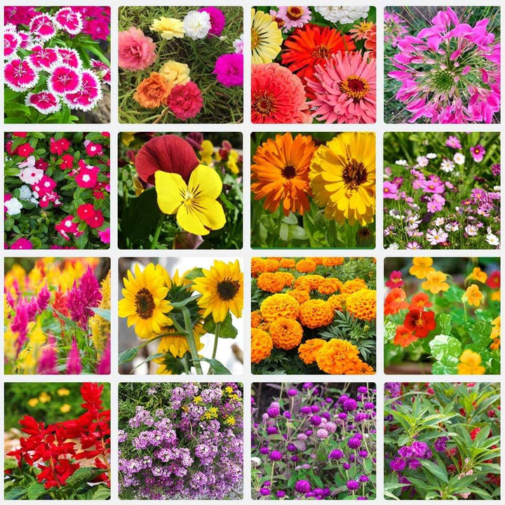 Mixed Colour Four Seasons Flower Seeds for Planting - 100 pcs