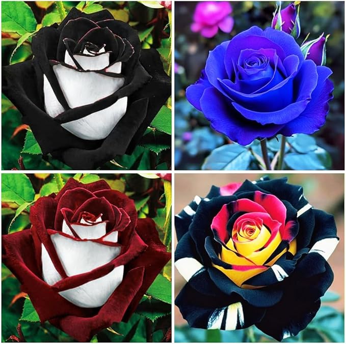 rainbow rose flower seeds