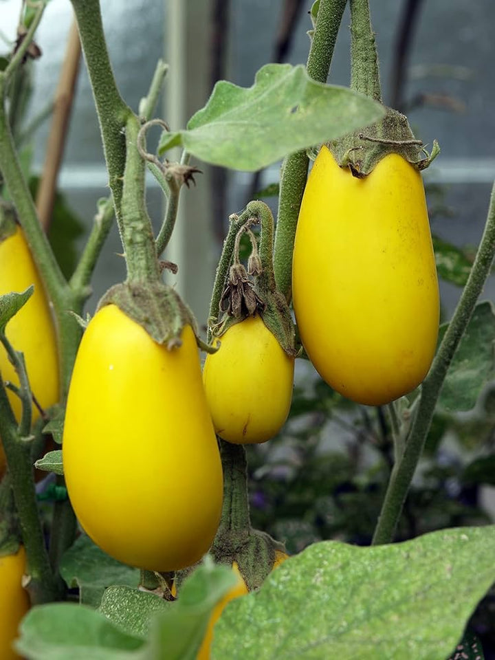 Gule aubergine grøntsagsfrø til plantning - 100 stk