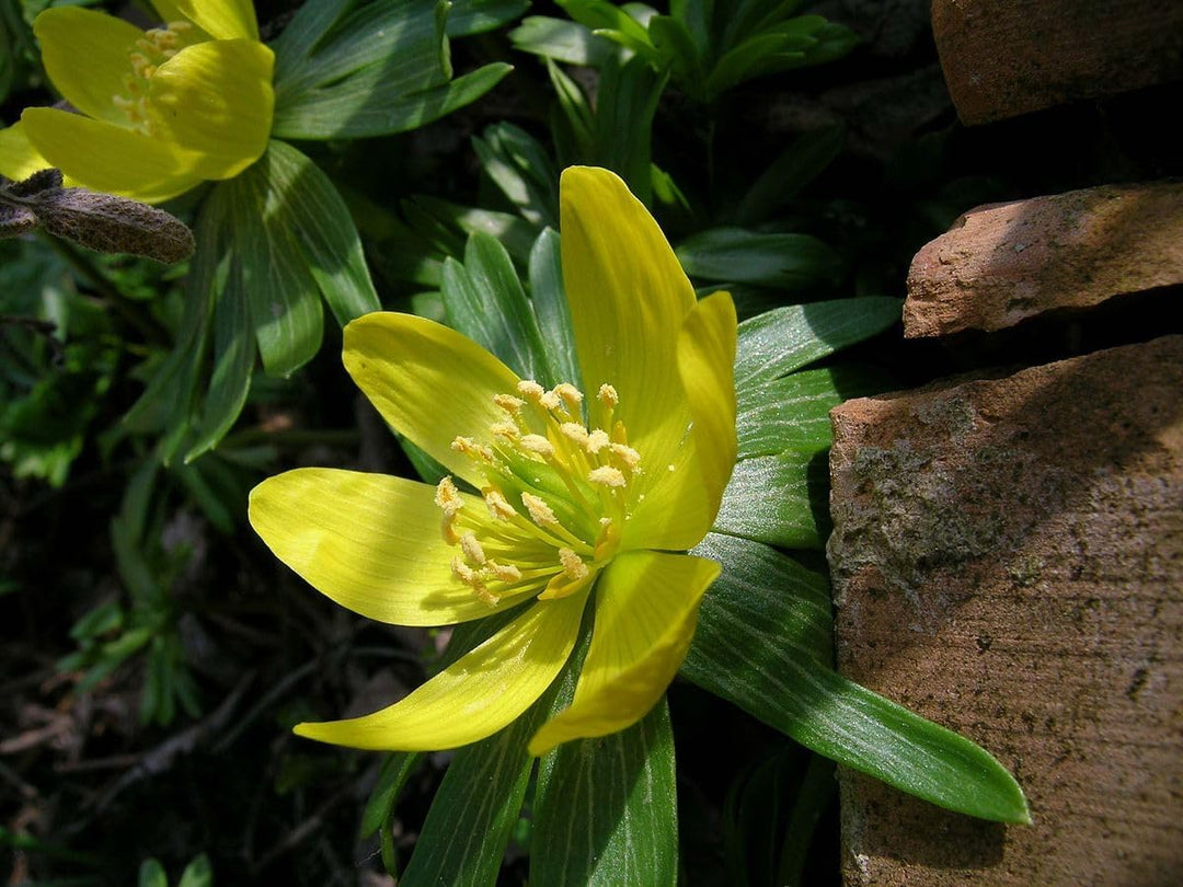 hyemalis flower flower seeds