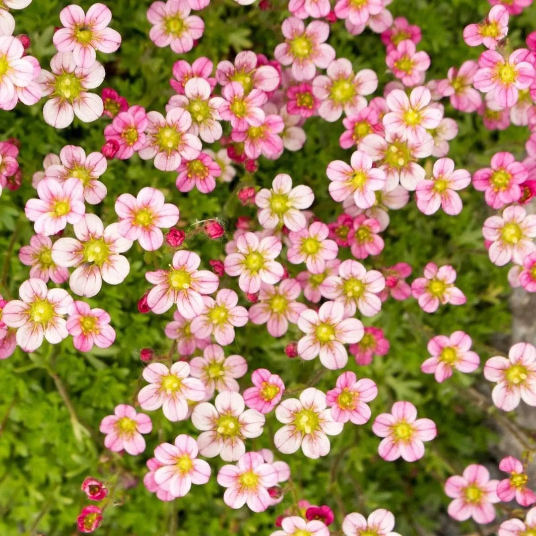 pink light flower seeds