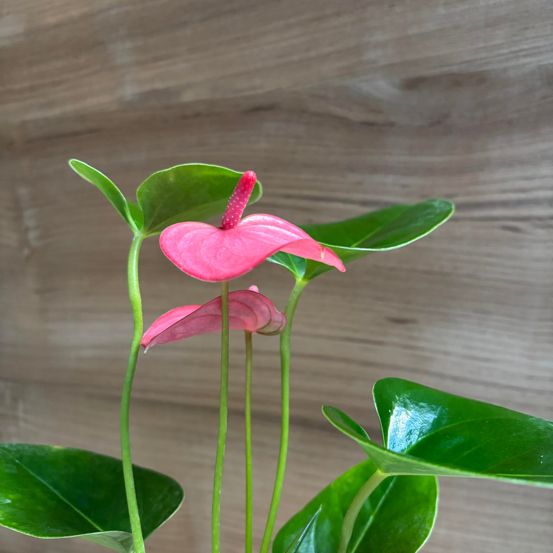 Friske Anthurium Blomsterfrø til Plantning, Pink 100 stk