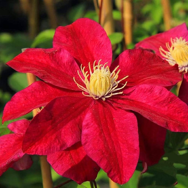Heirloom Non-GMO Red White Clematis Flower Seeds for Planting – Vibrant Climbing Vine Garden Seeds