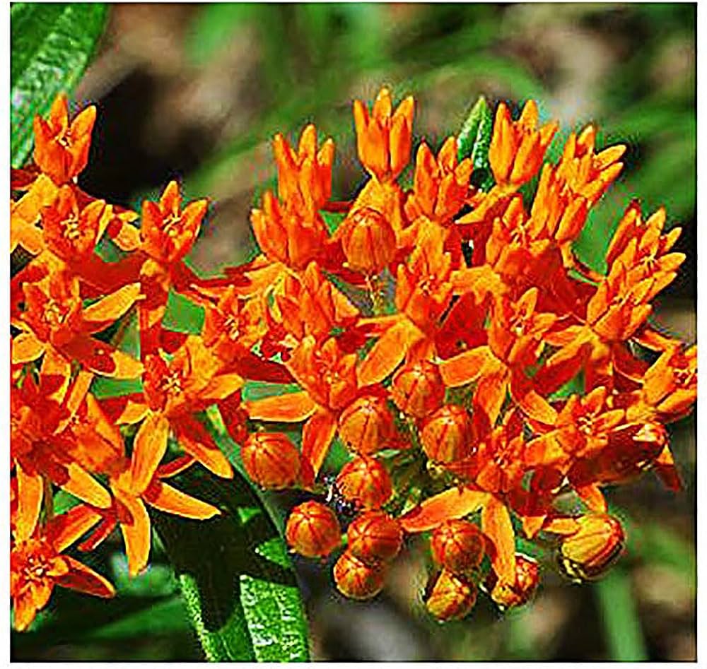 asclepias asperula flower seeds