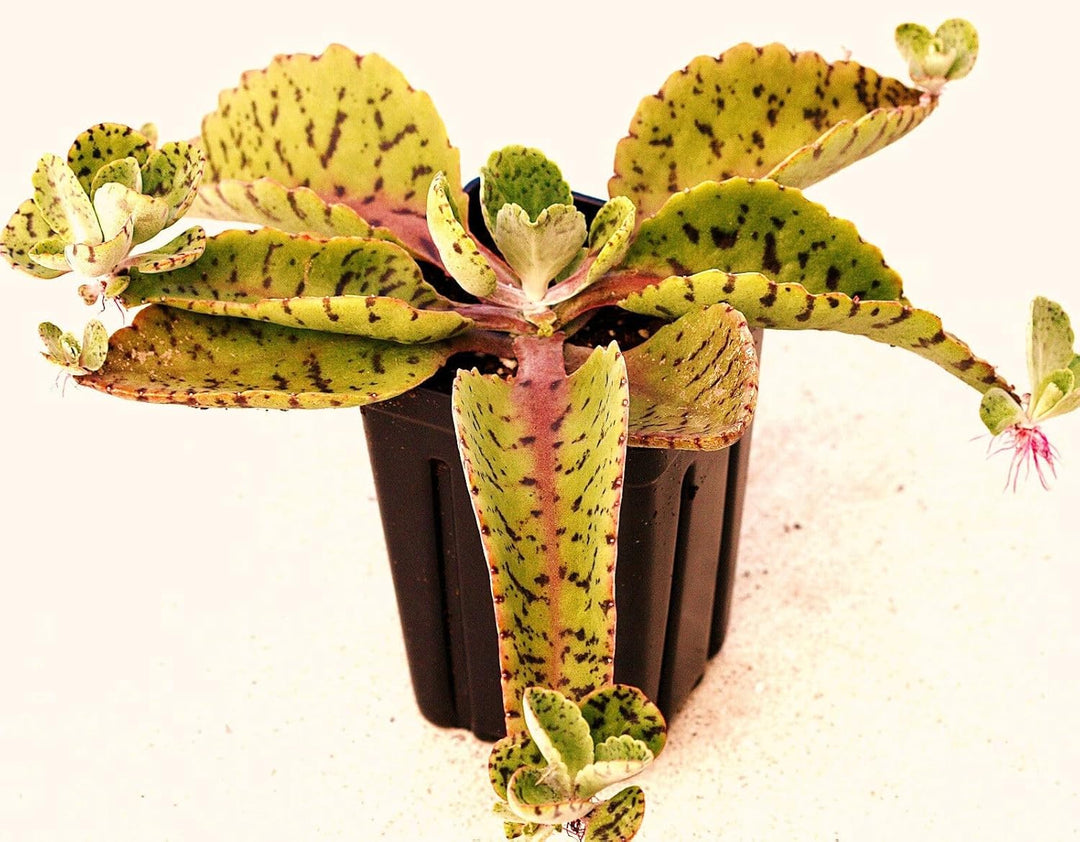 kalanchoe gastonis flower seeds