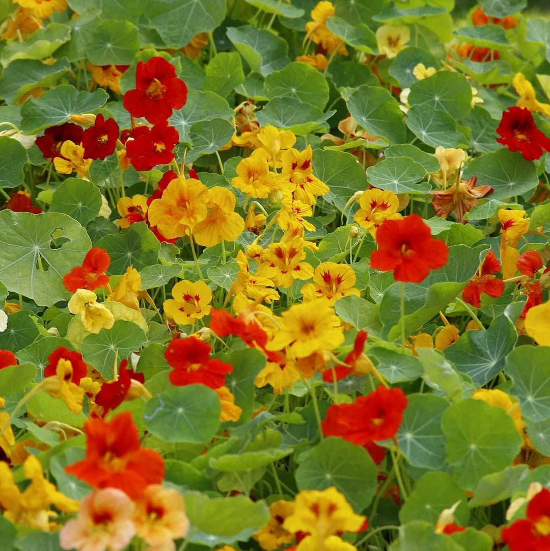 capuchina flower flower seeds