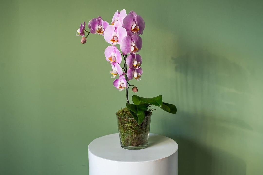 Flower Seeds, Seeds for Planting, Plant Seeds