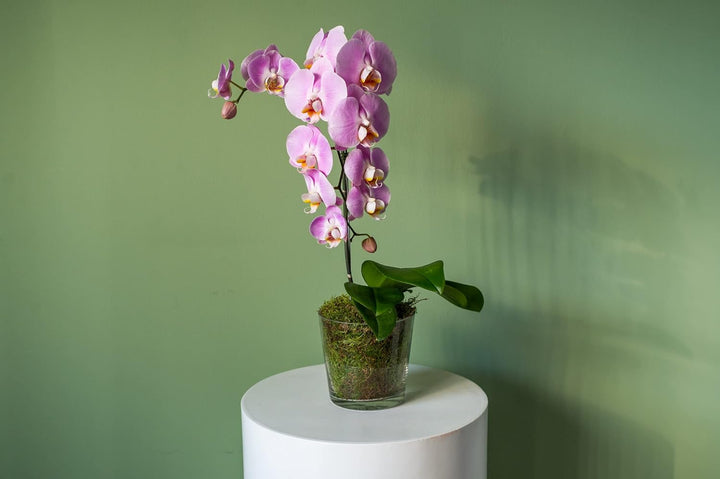 Flower Seeds, Seeds for Planting, Plant Seeds