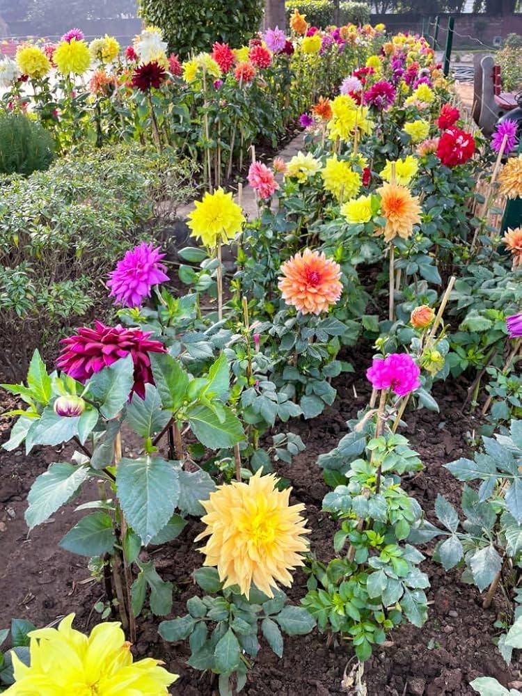 dahlia for flower seeds
