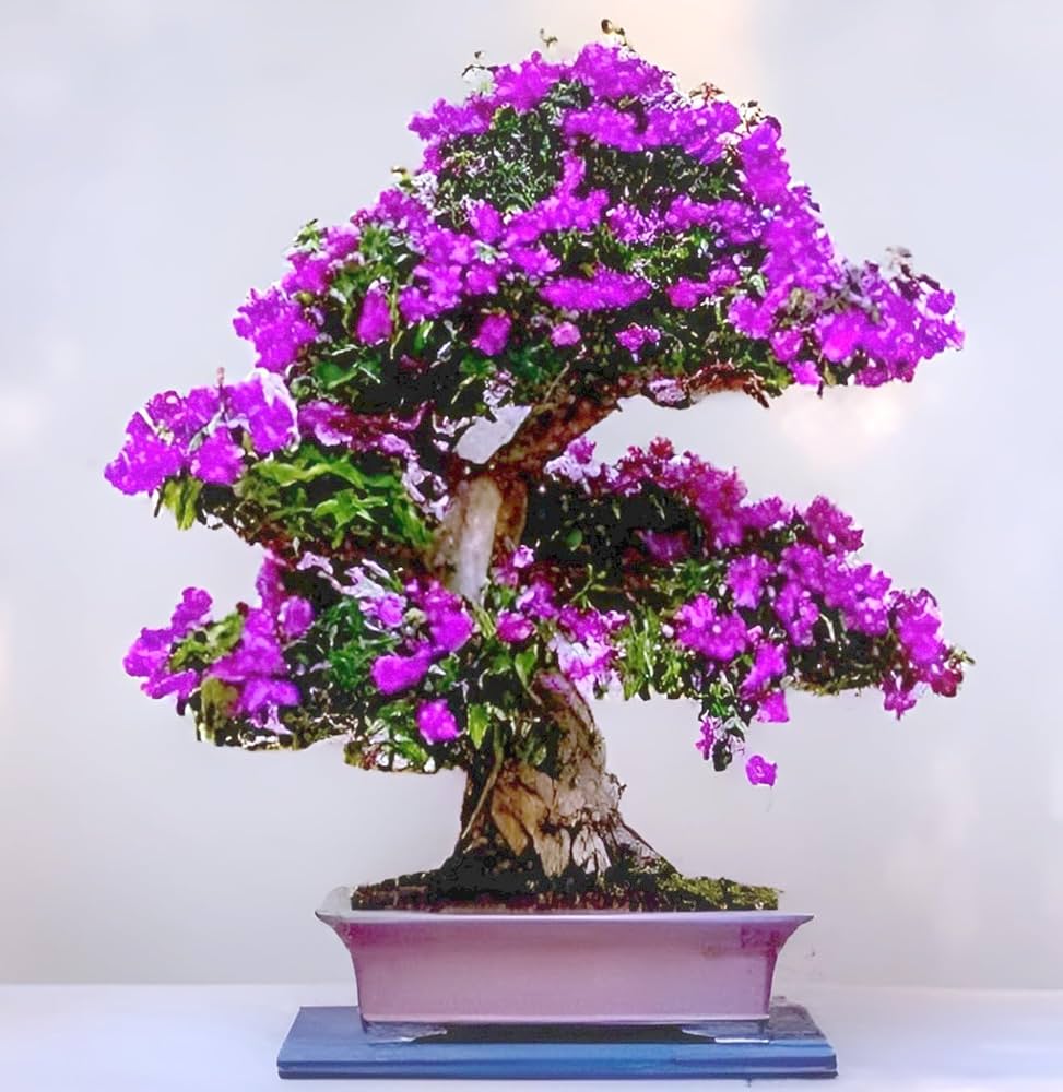 bonsai tree seeds for sale Heirloom Non-GMO Bonsai Tree Seeds for Planting – Miniature Ornamental Tree Seeds