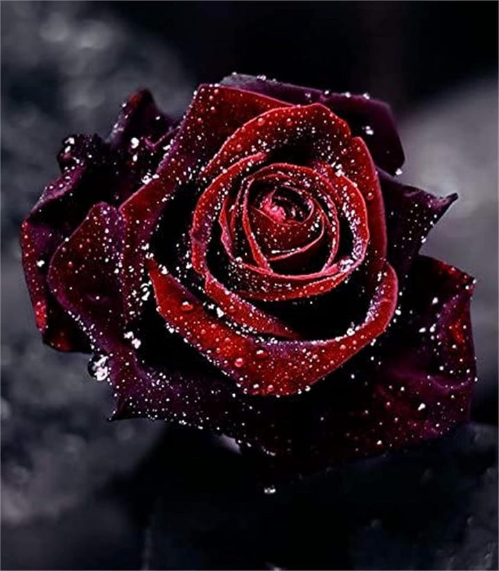 Deep Red  Rose Flower Seeds for Planting, 100 pcs