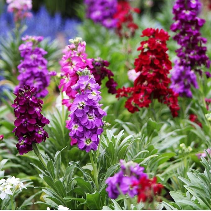 Aftenduftende blomsterfrø til plantning Blandet 100 stk