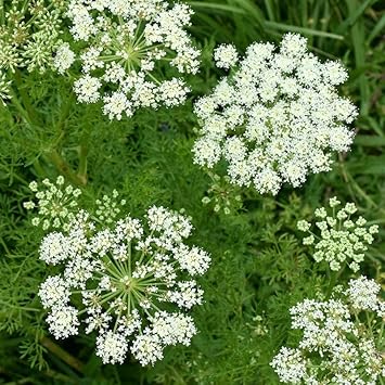 Flower Seeds, Seeds for Planting, Plant Seeds