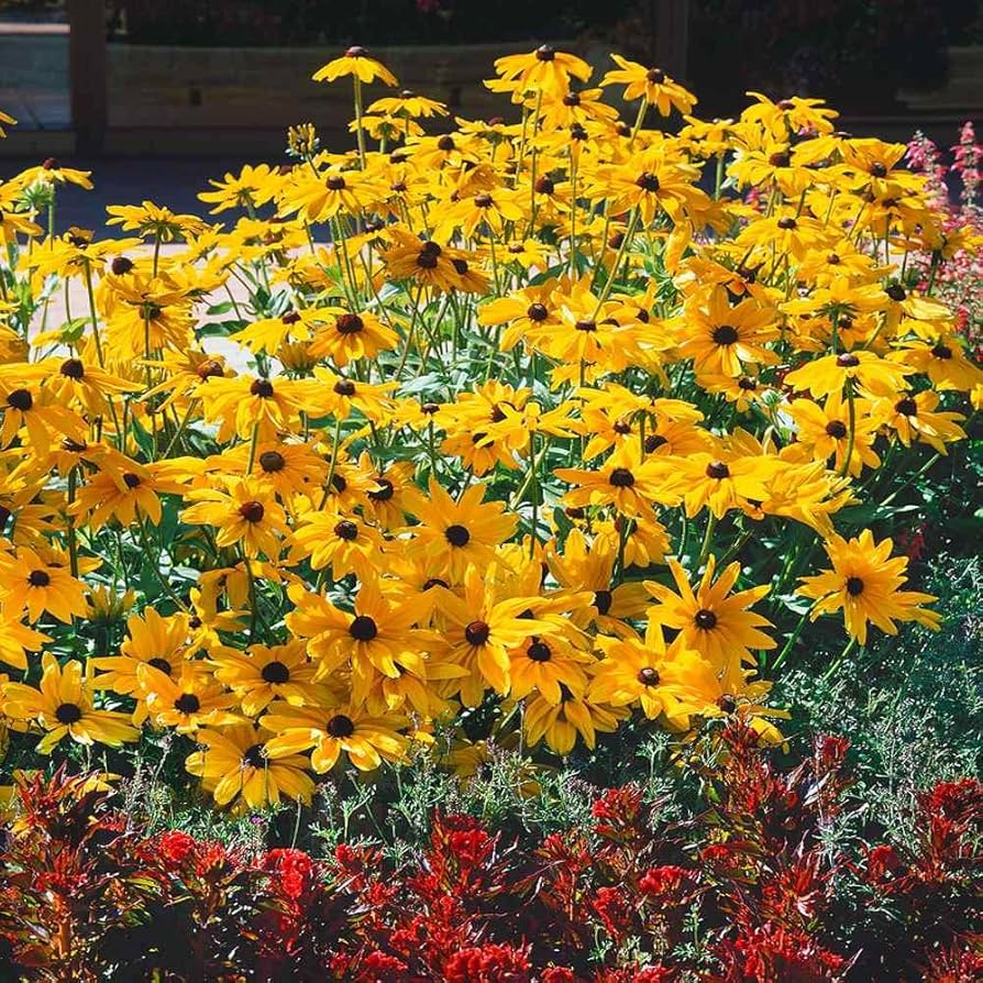 gloriosa daisy flower seeds