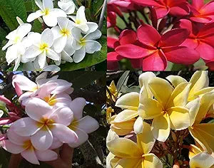 plumeria flower flower seeds