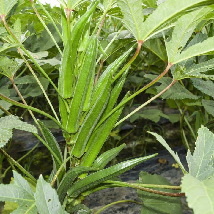 Hybrid Okra (Summer Variety) Seeds for Planting – Early Maturing, High Yield, Heat-Tolerant Variety for Spring & Summer Gardens