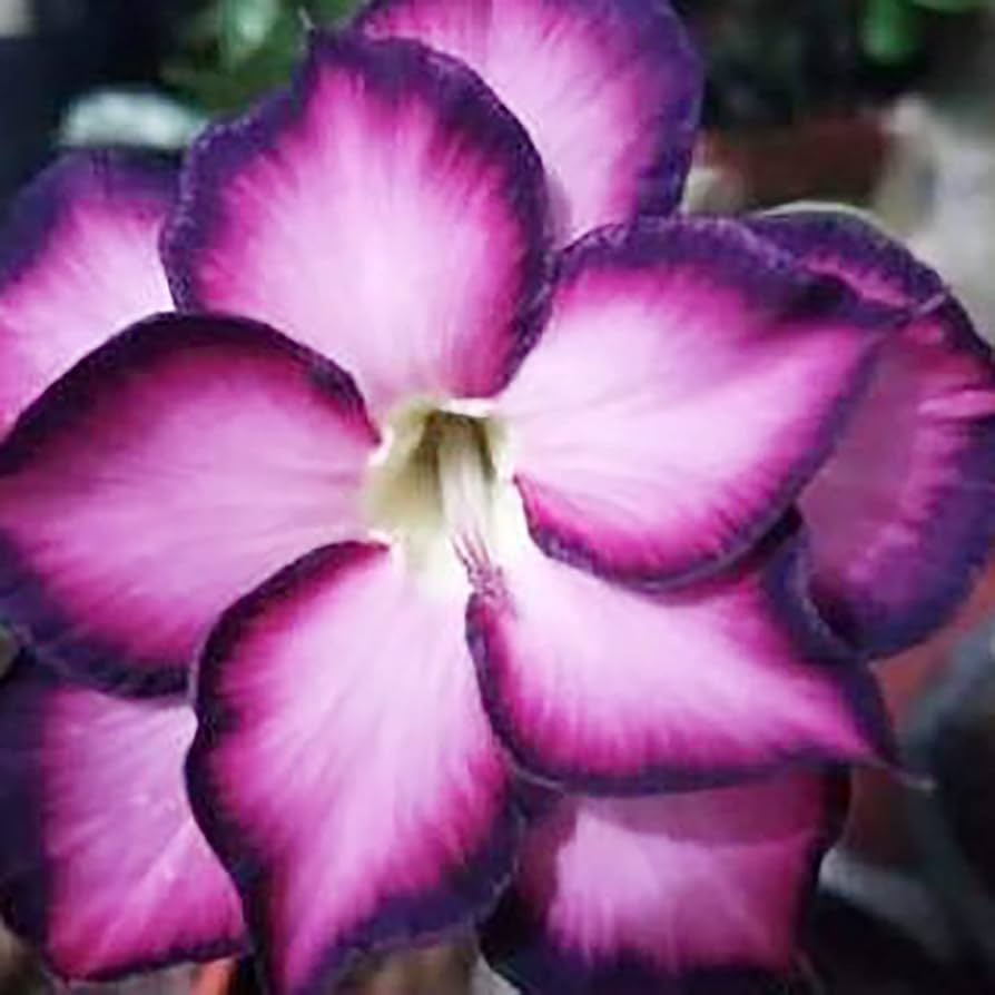white purple flower seeds
