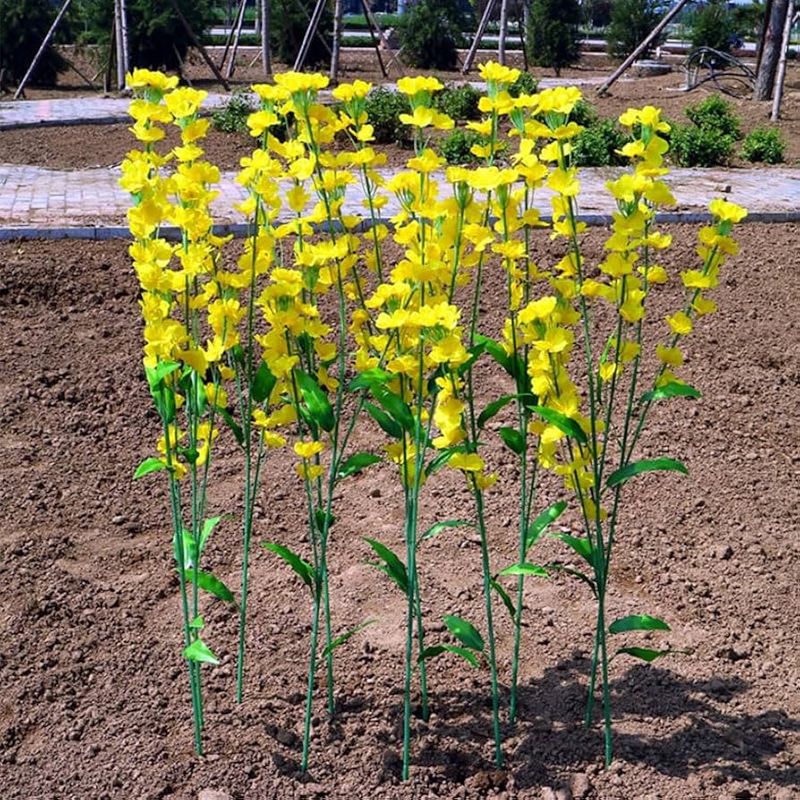 rapeseed flowers flower seeds